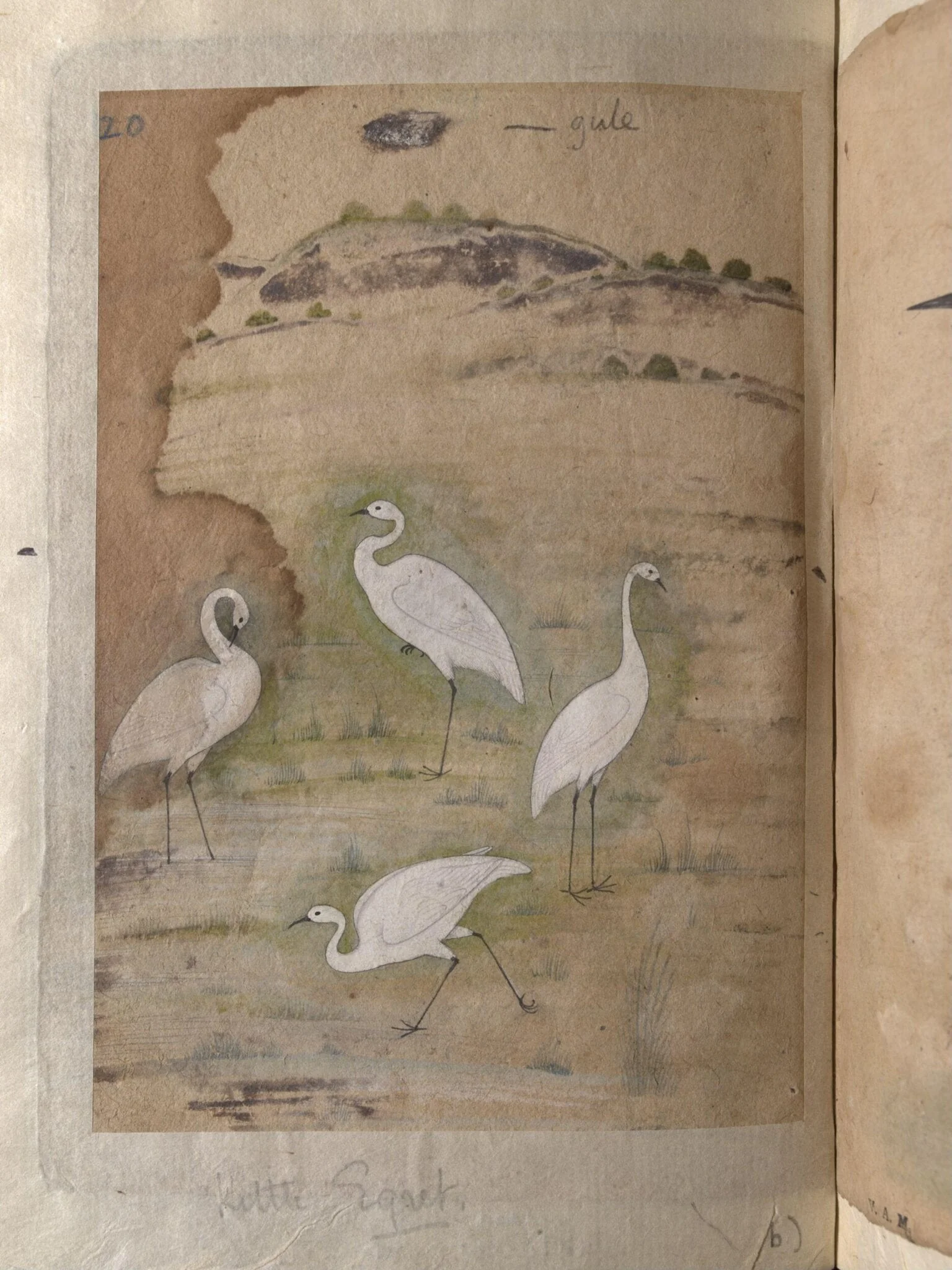 Depictions of a Bar-headed goose and four Little egrets, by Unknown, paint, 1820