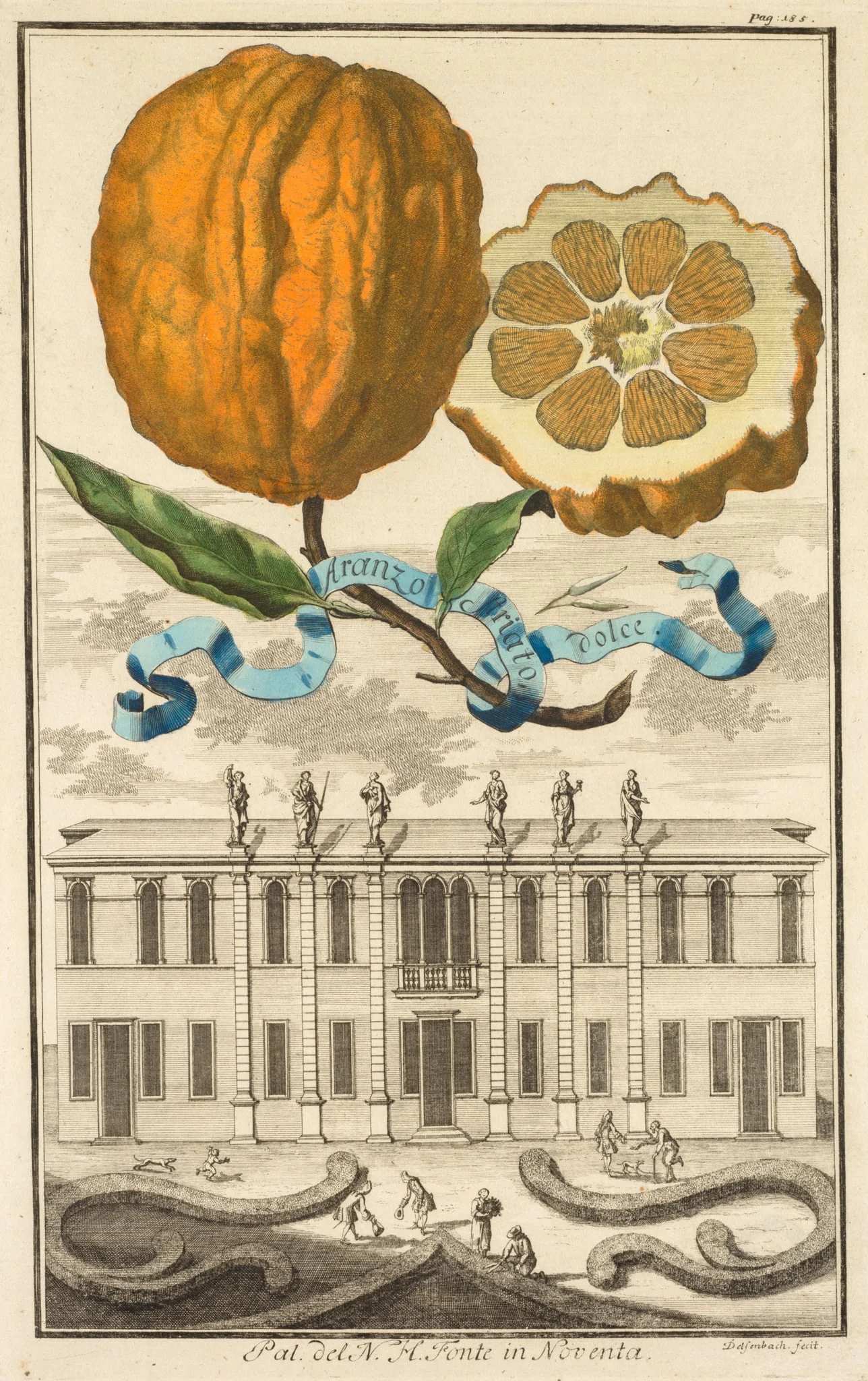 Nurnbergische Hesperides:  No. 185 - Aranzo Striato dolce.  Palazzo del N. H. Fonte in Noventa, by Joseph de Montalegre, 1708