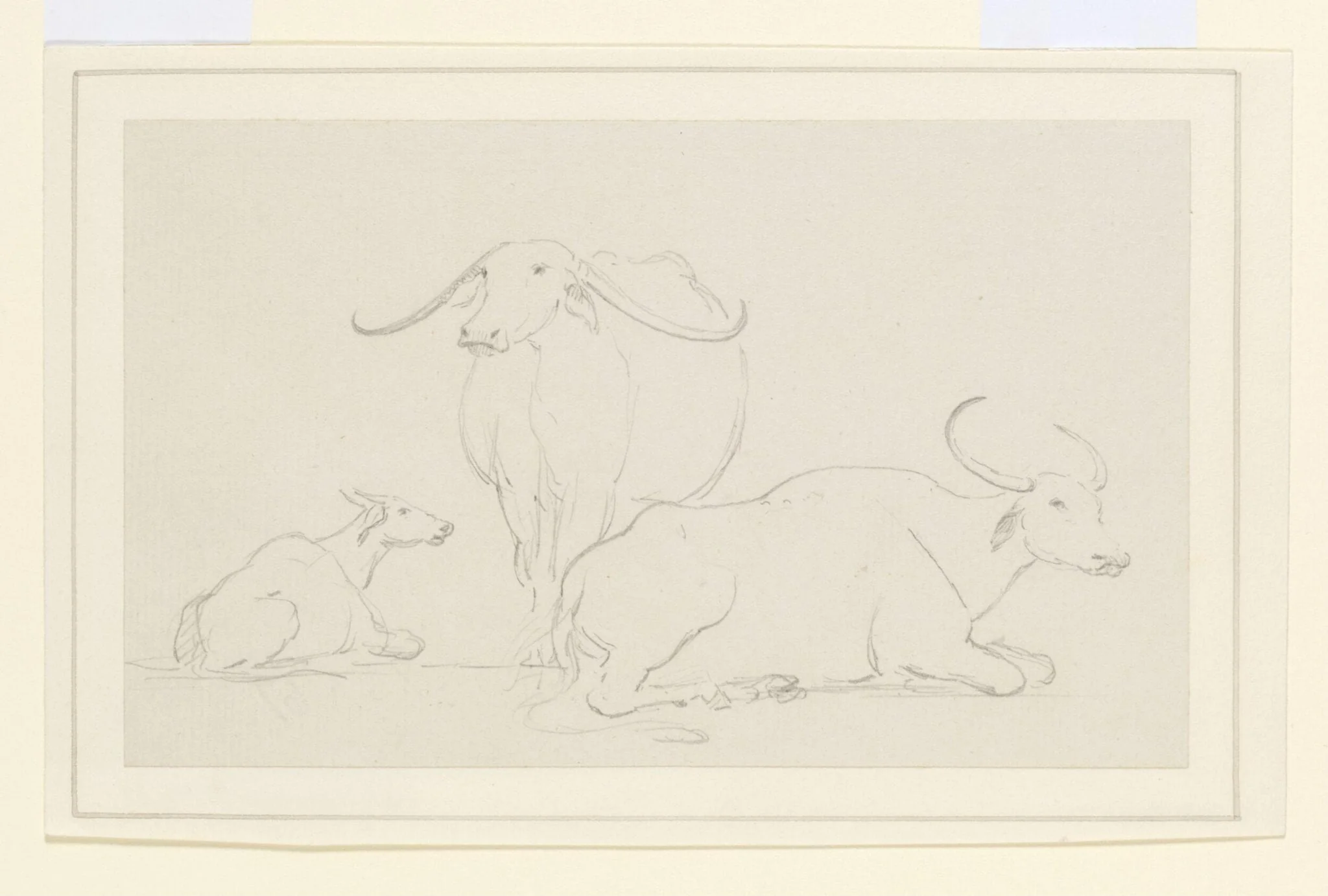 Three bullocks, by William Daniell, 1792