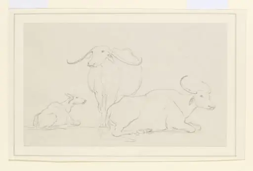 Three bullocks