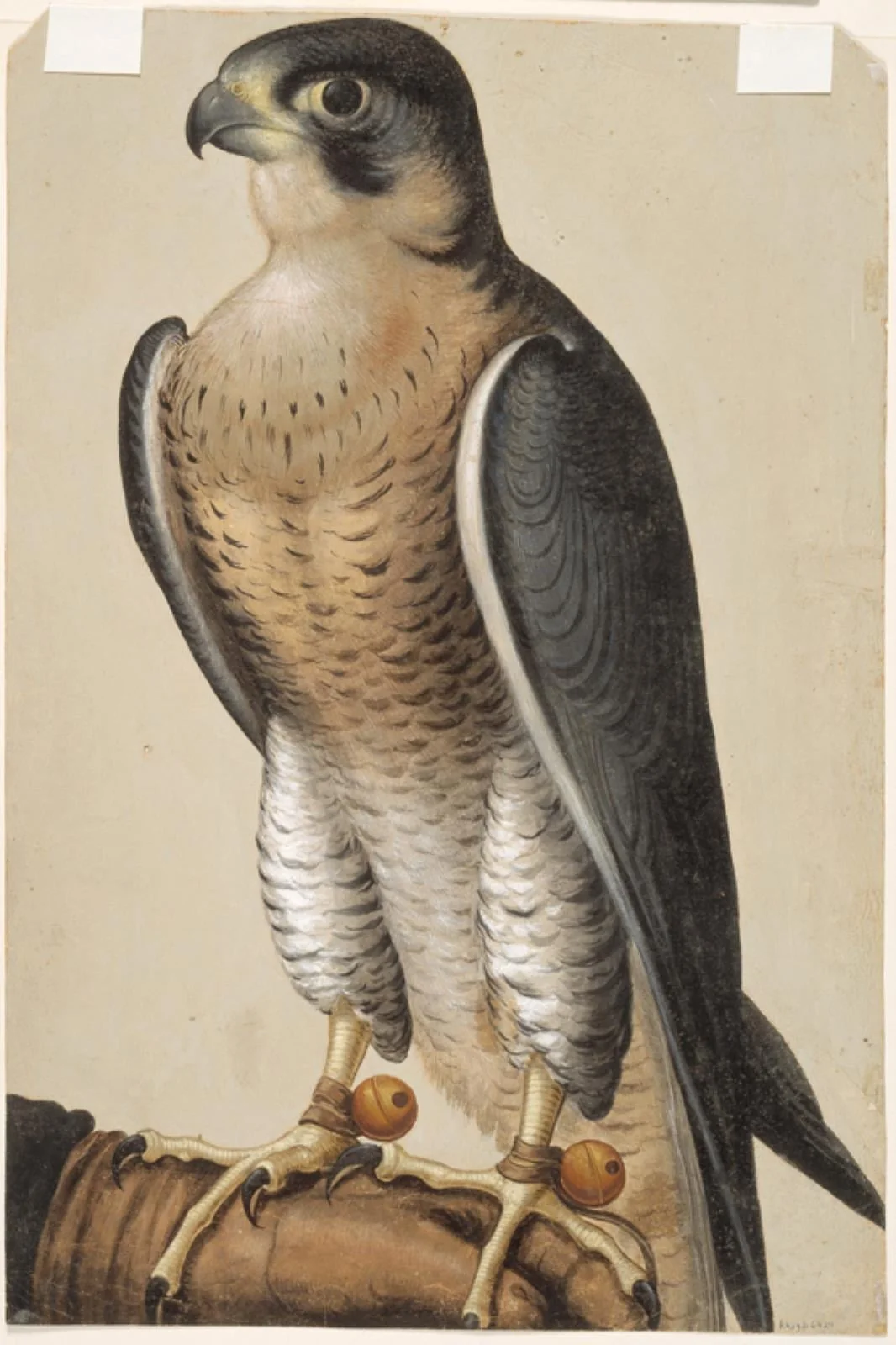 A Gerfalcon on a Falconer's Glove