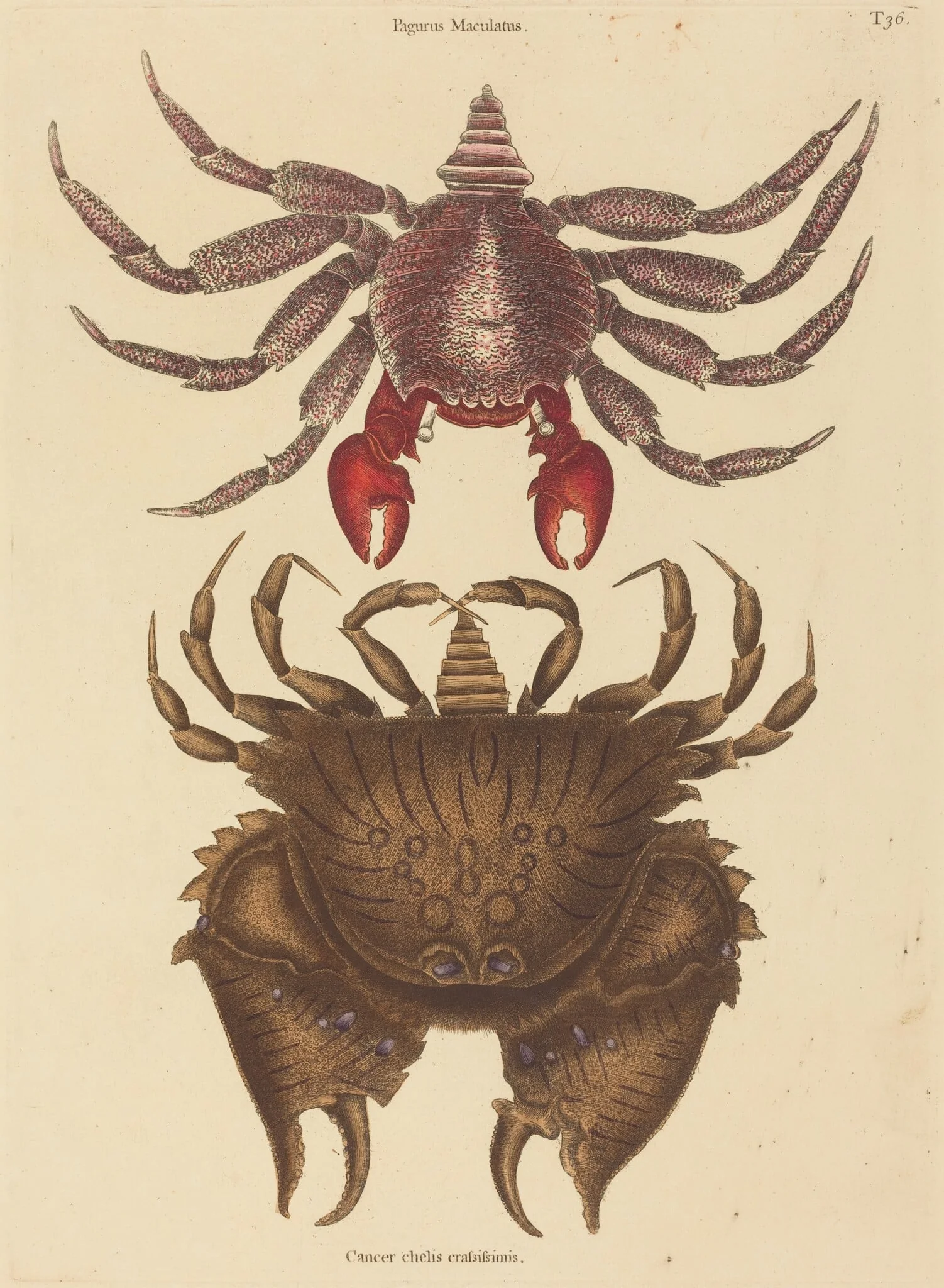Red Mottled Rock-crab (Cancer grapsus)