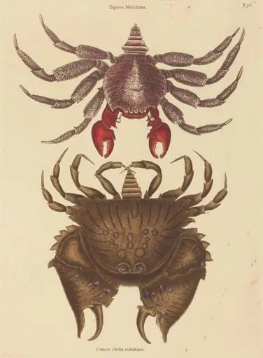 Red Mottled Rock-crab (Cancer grapsus)