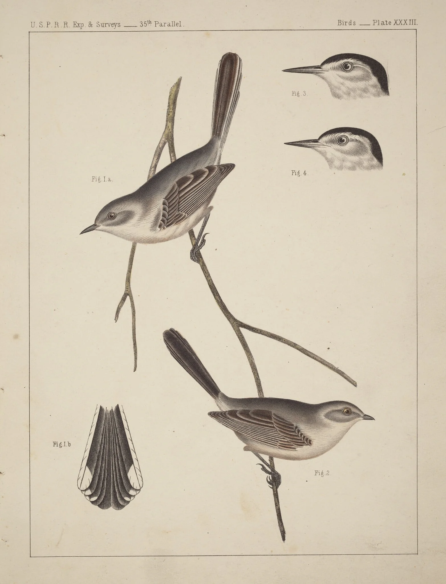 Birds - U.S.P.R.R. Exp. & Surveys, 35th Parallel