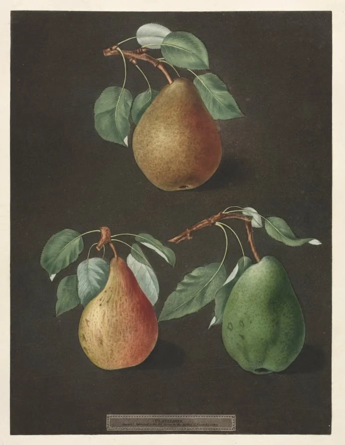 Pomona Britannica:  No. 82 - Pears, by George Brookshaw, 1807