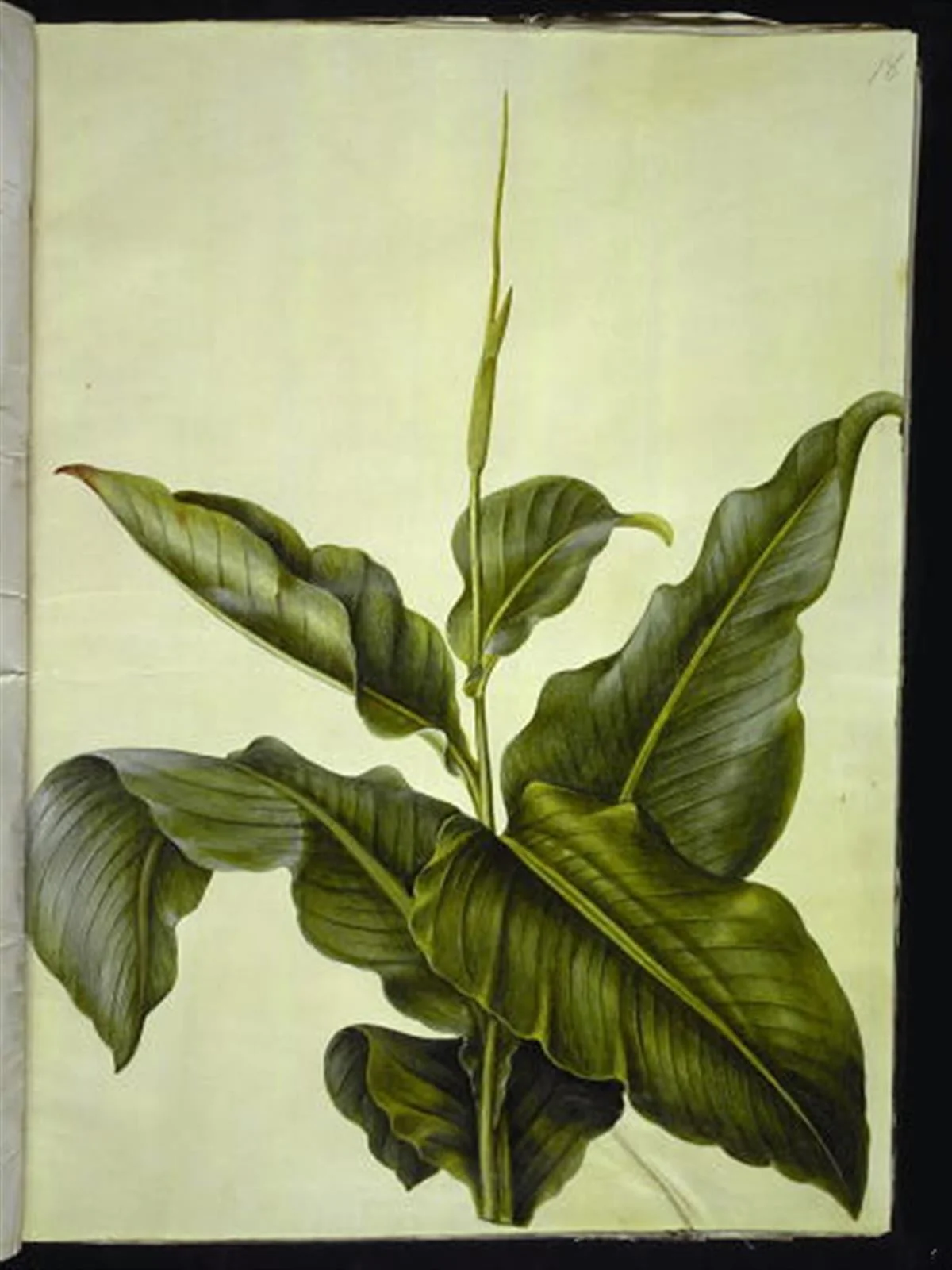 Canna (kanna), by Unknown, unspecified, 1654