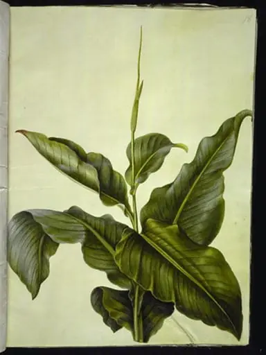 Canna (kanna)