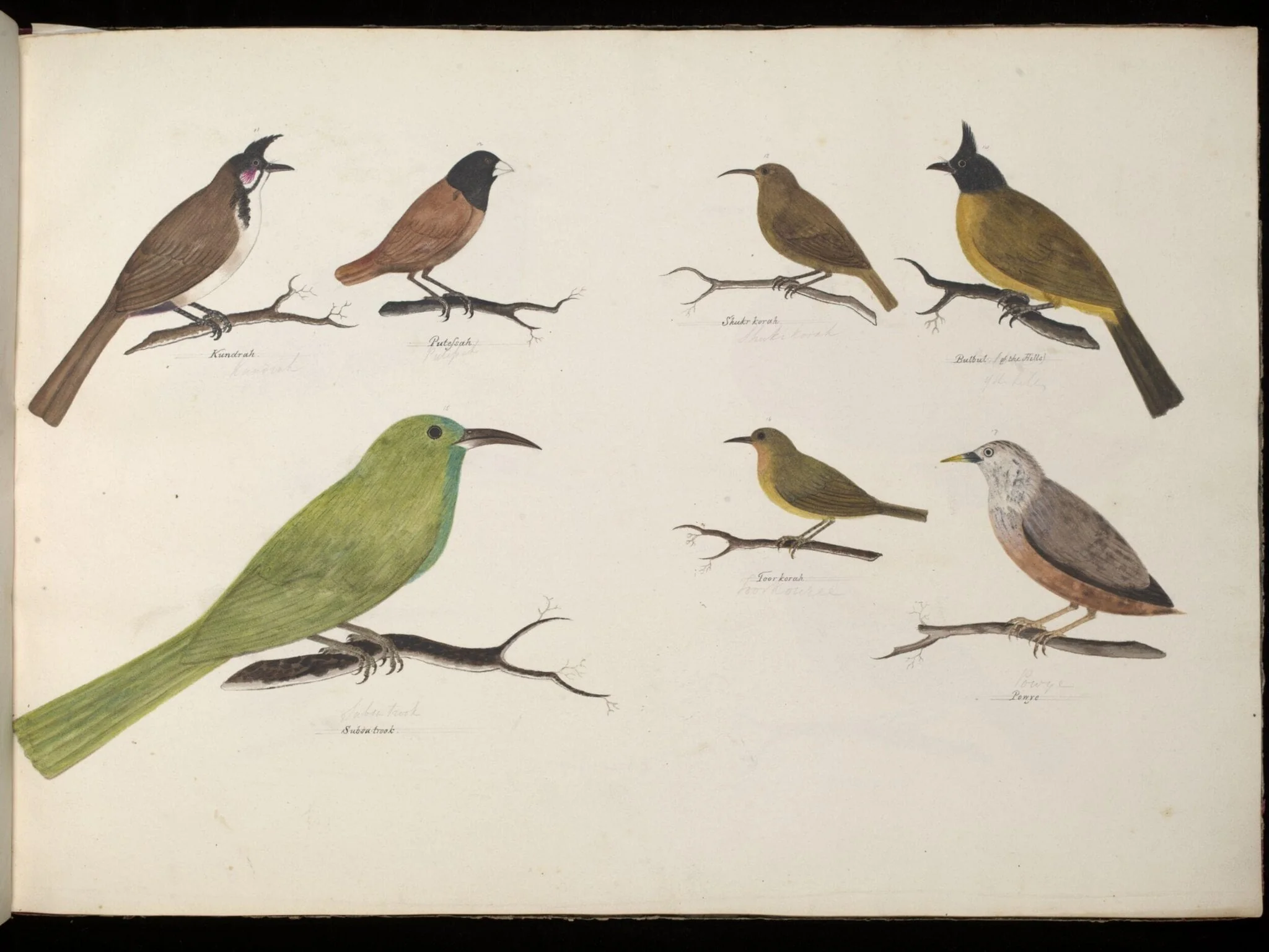 Seven Birds, by Unknown, paint, 1826