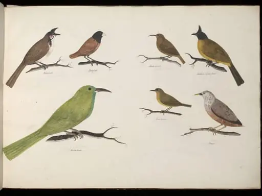 Seven Birds