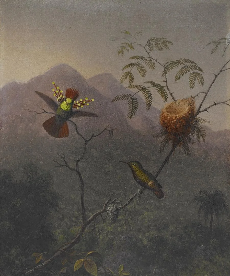Tufted Coquette, by Martin Johnson Heade, oil, 1863