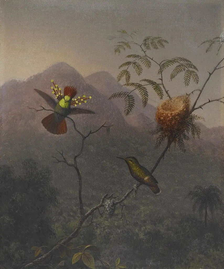 Tufted Coquette