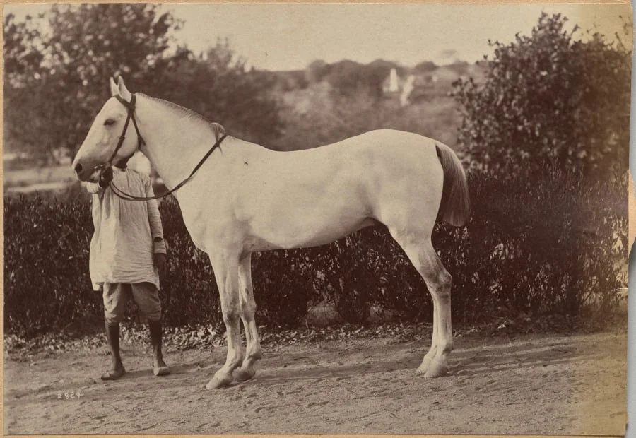 Captain Bailward's horse, Jhansi (verso, right)