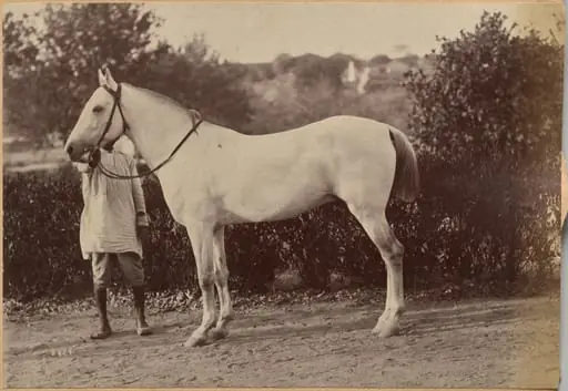 Captain Bailward's horse, Jhansi (verso, right)