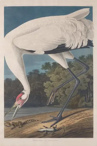 Hooping Crane