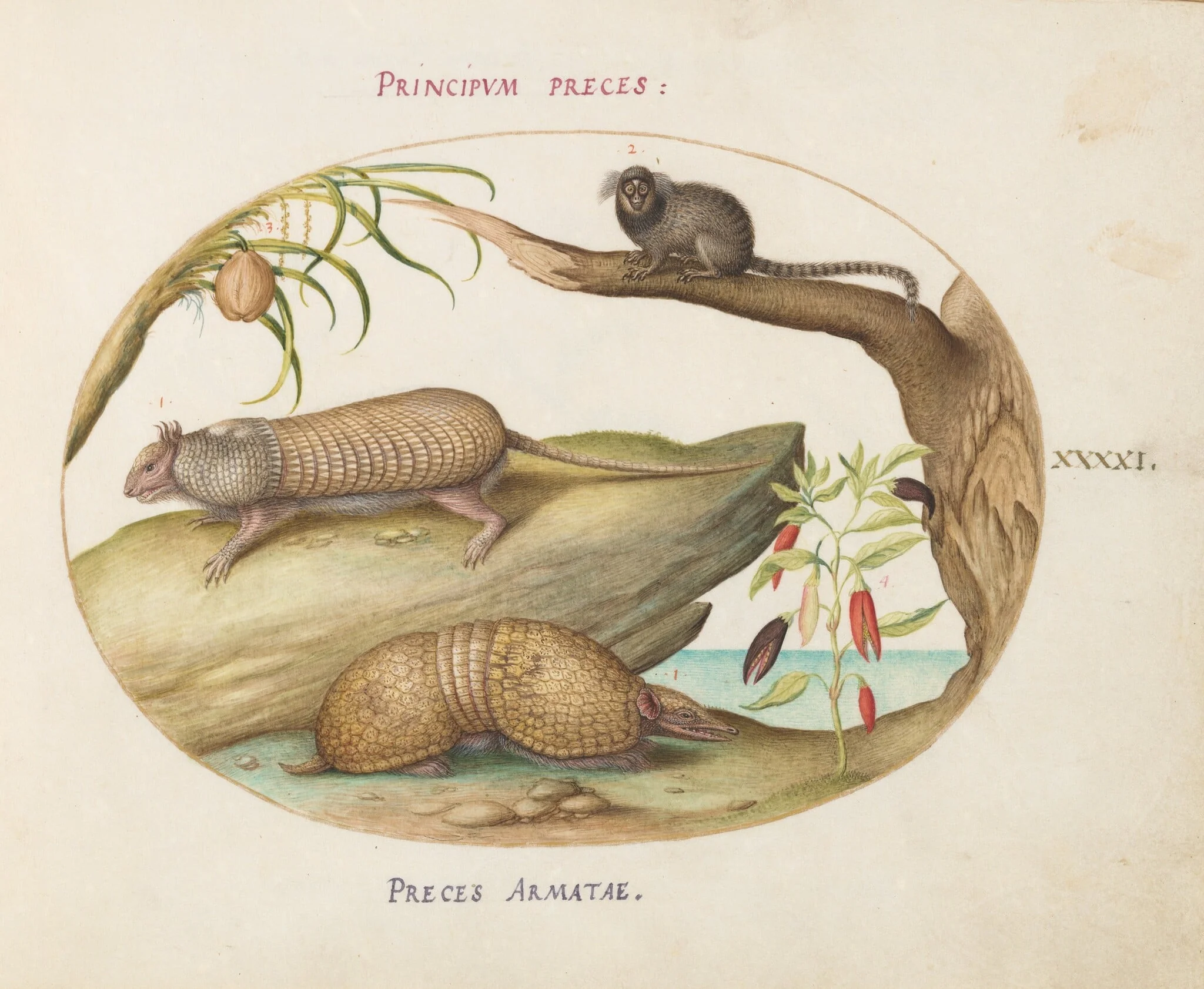 Plate 41: Two Types of Armadillos with a Marmoset, a Coconut Palm, and a Pepper Plant, by Joris Hoefnagel, gouache, 1594