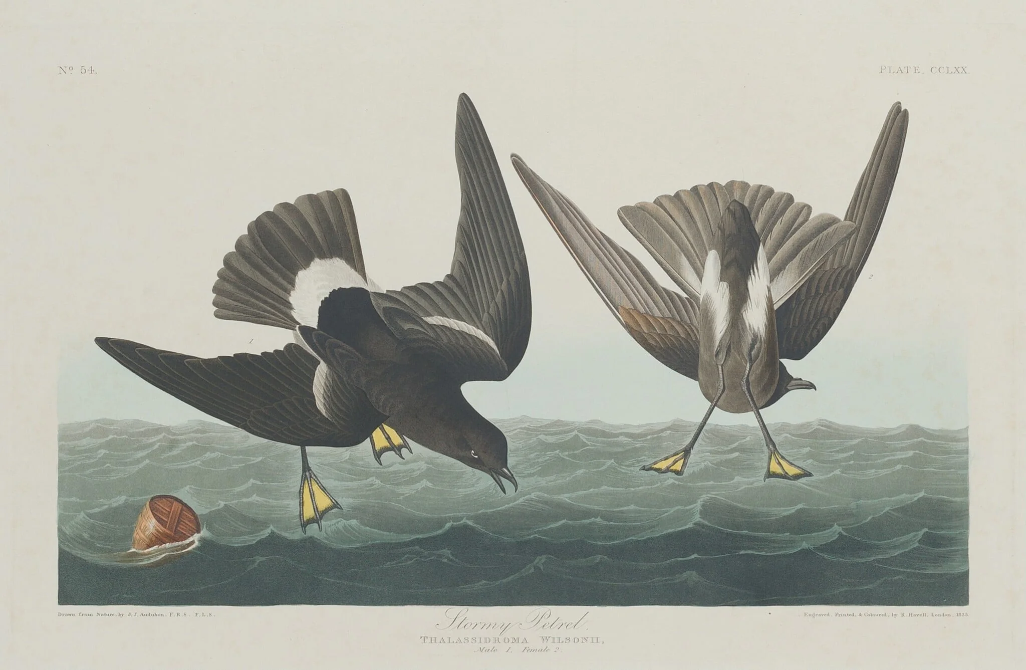 Stormy Petrel, by Robert Havell Jr., ink, 1835