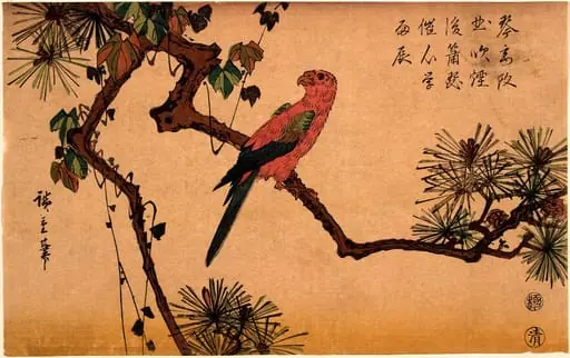 Macaw on a Pine Branch