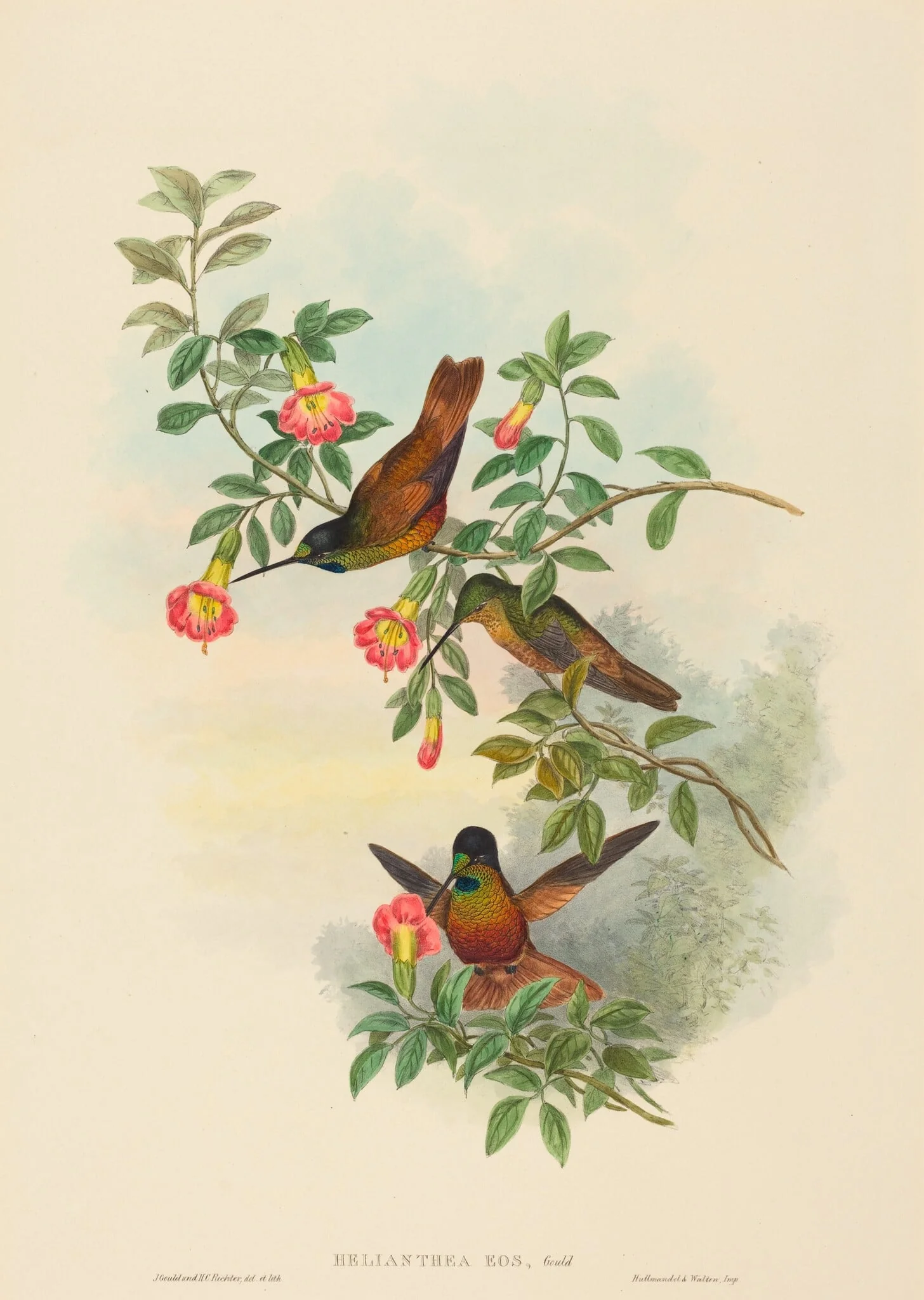 Helianthea eos (Golden Star-frontlet)