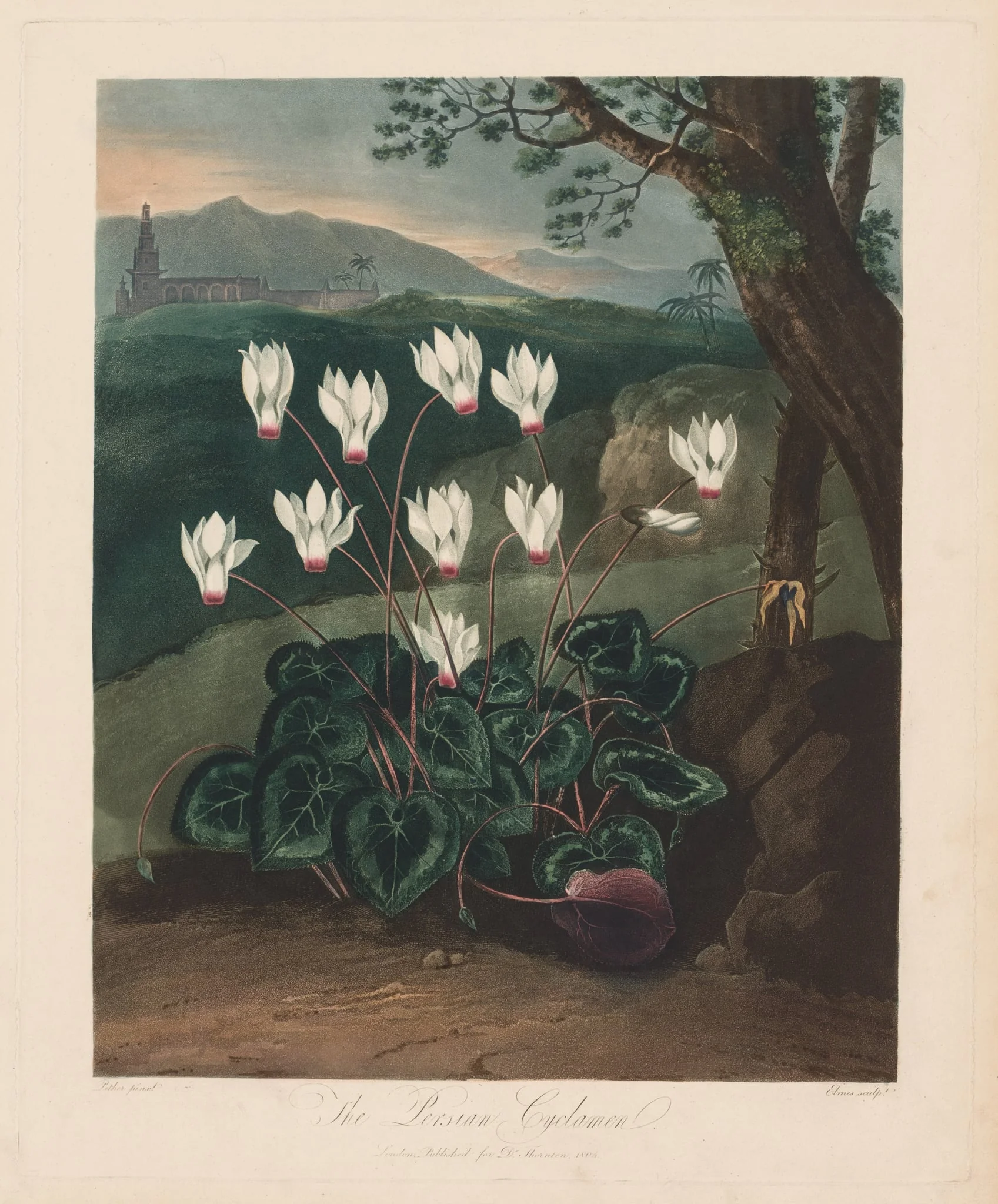 The Temple of Flora, or Garden of Nature:  The Persian Cyclamen, by Robert John Thornton, 1803