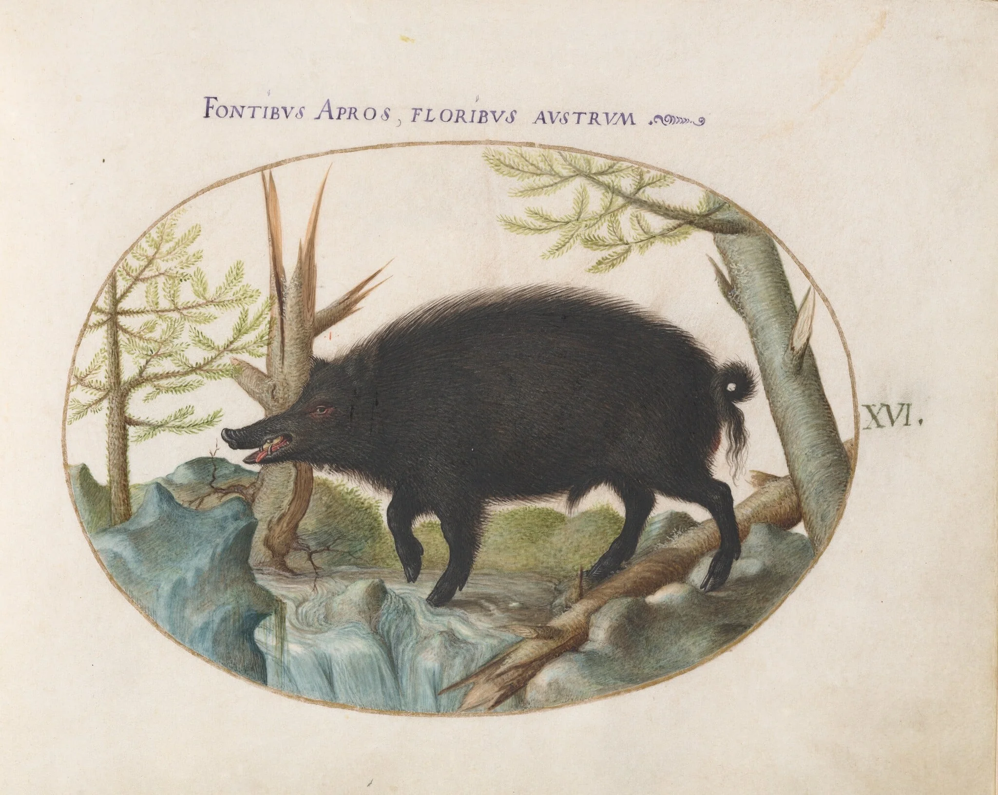 Plate 16: Wild Boar, by Joris Hoefnagel, gouache, 1594