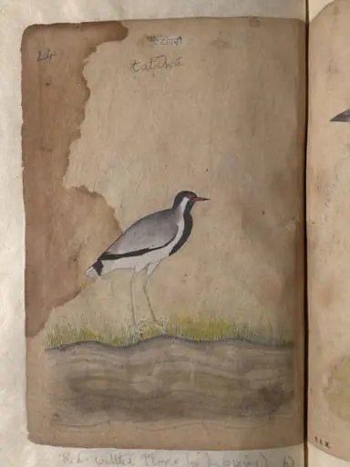 Depictions of a Dalmatian pelican and a Red-wattled plover or lapwing