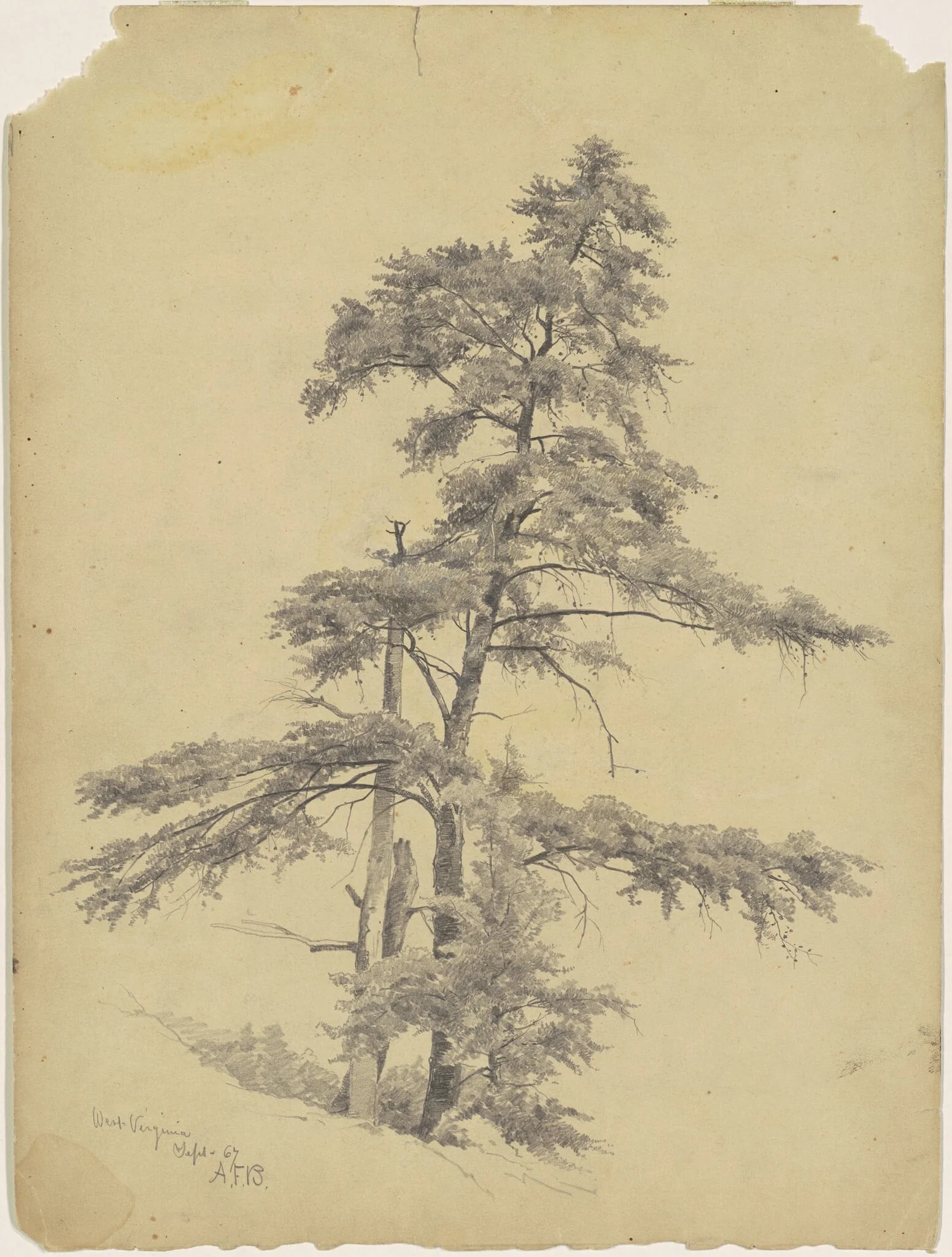 Trees, West Virginia