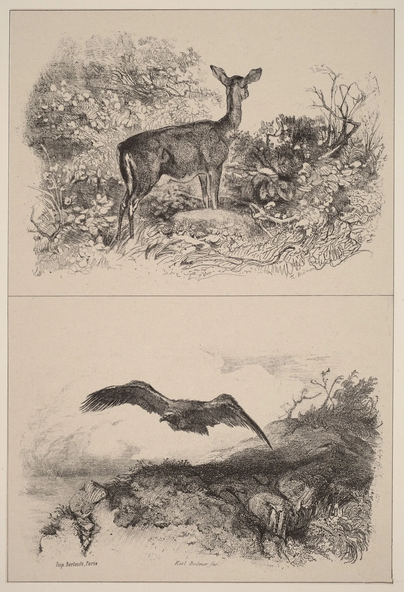 Biche, Aigle, by Karl Bodmer, ink, 1851