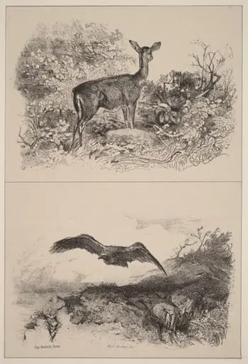 Biche, Aigle
