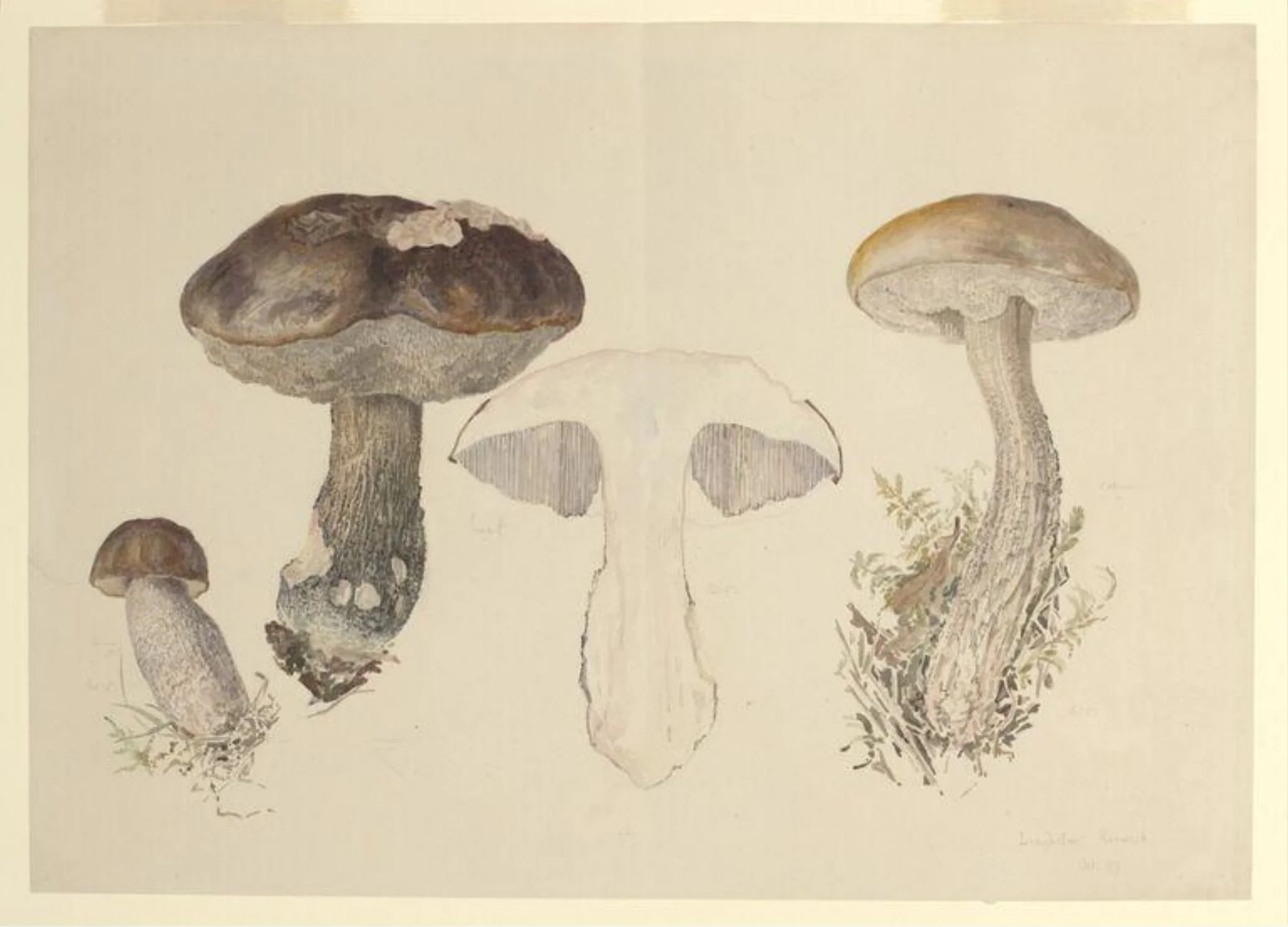 Untitled, by Beatrix Potter, watercolor, 1897