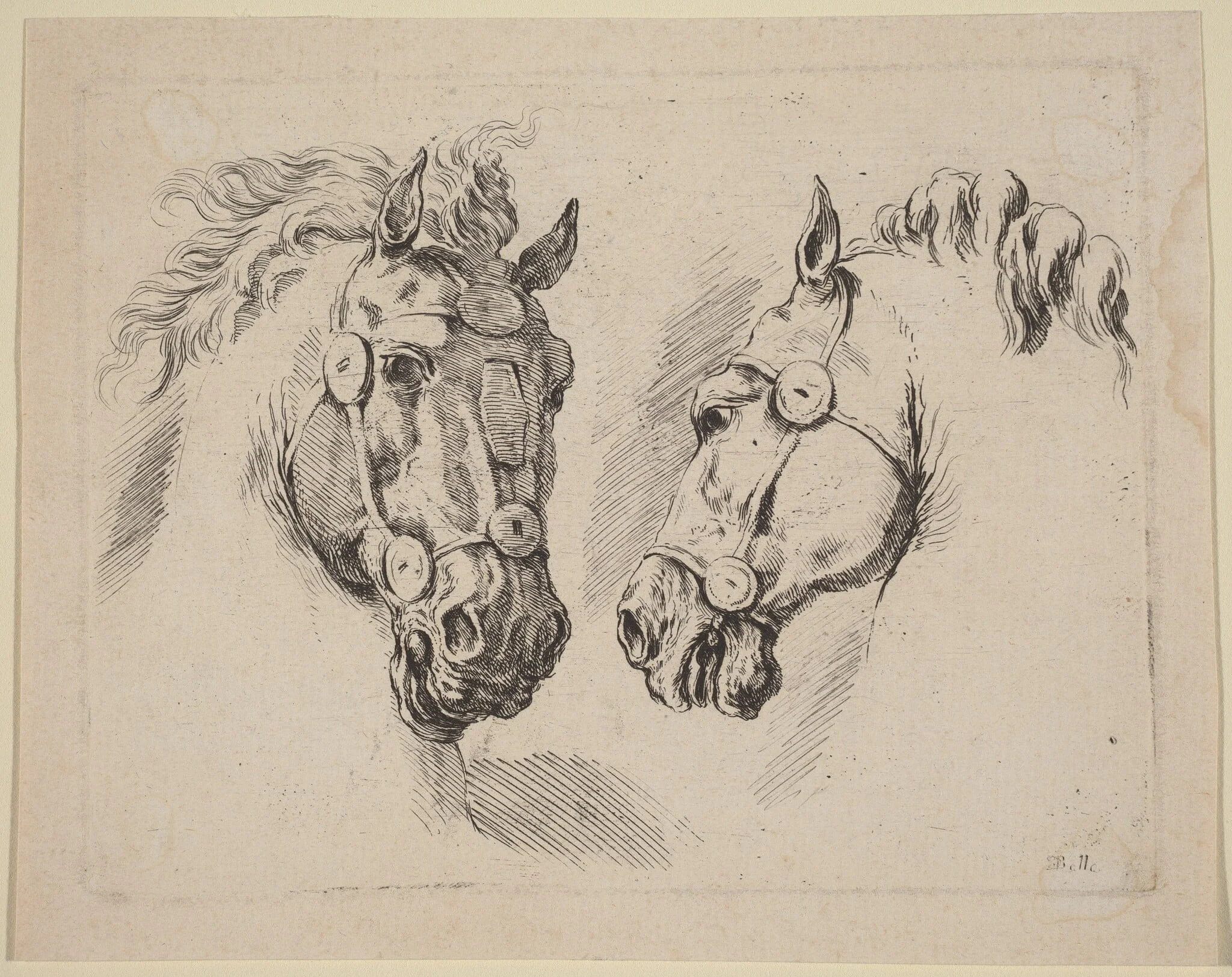 Two Horse Heads, by Stefano Della Bella, ink, 1649