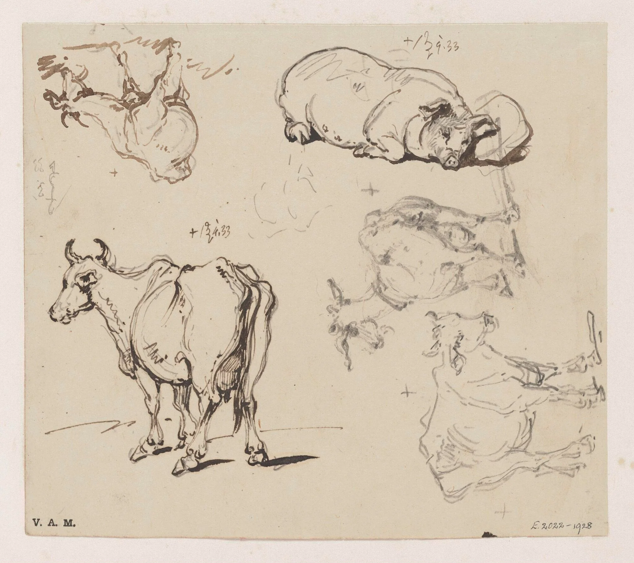 Drawings of animals