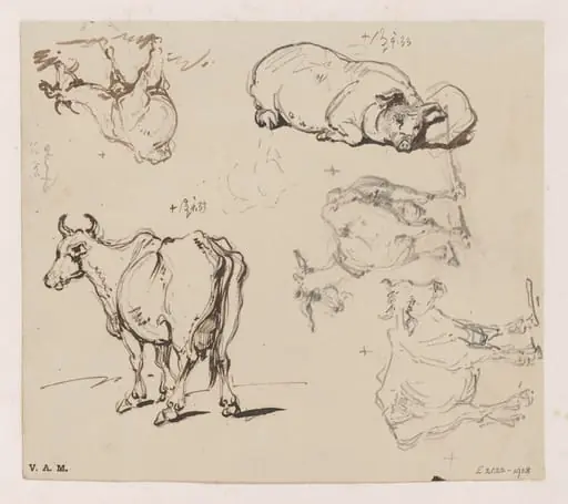 Drawings of animals