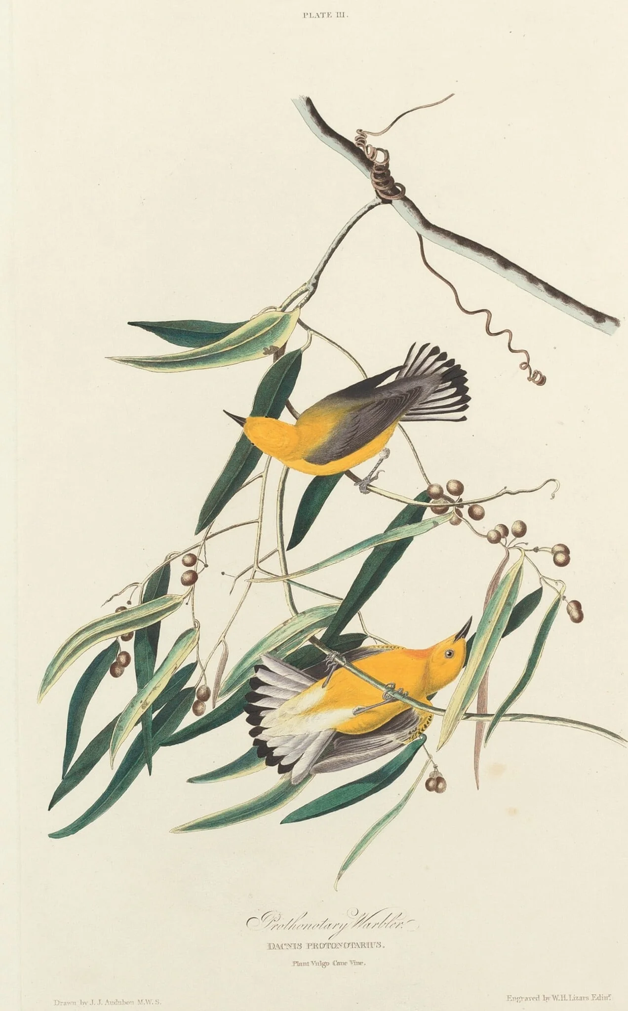 Prothonotary Warbler, by William Home Lizars, ink, 1827