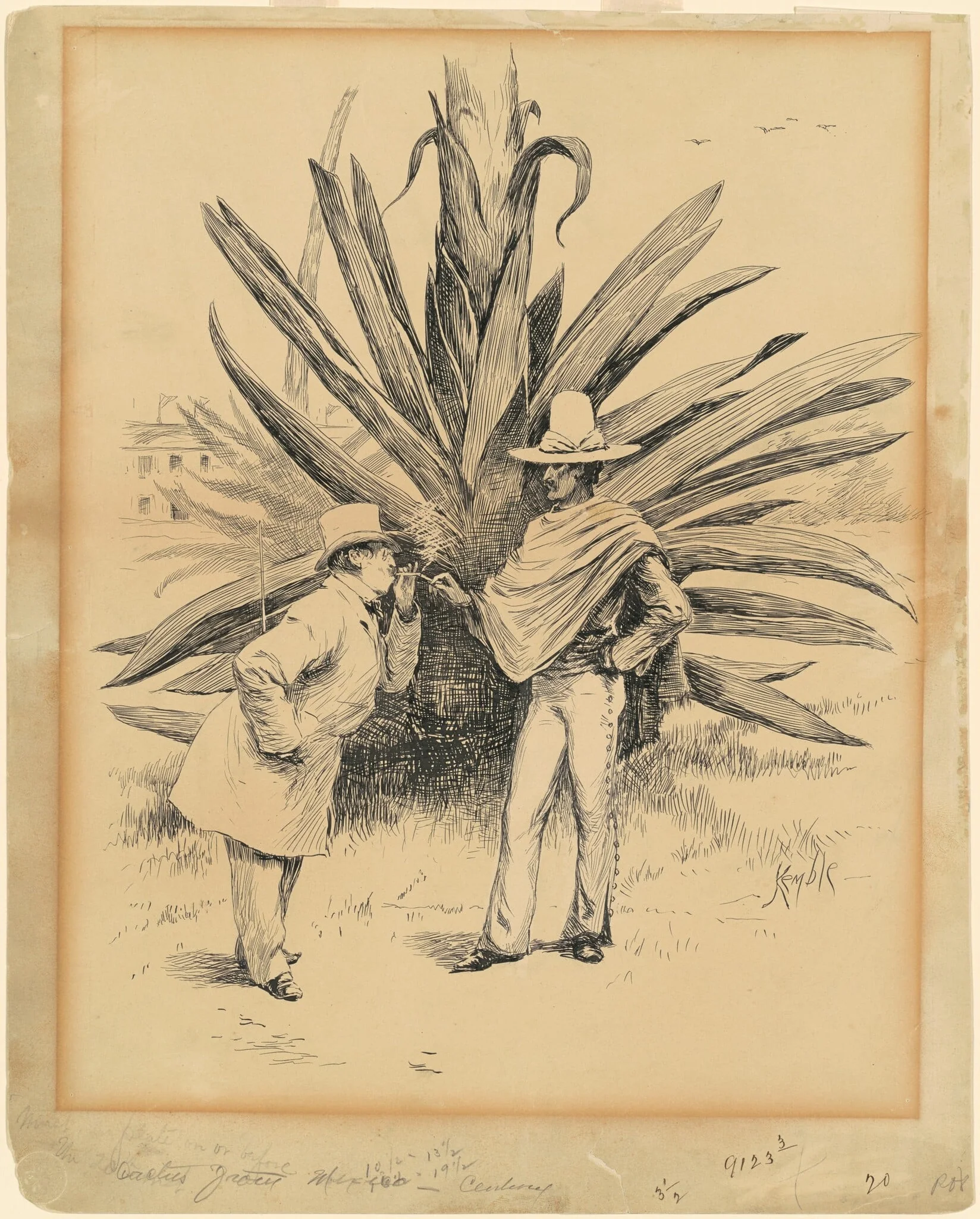 Cactus from Mexico