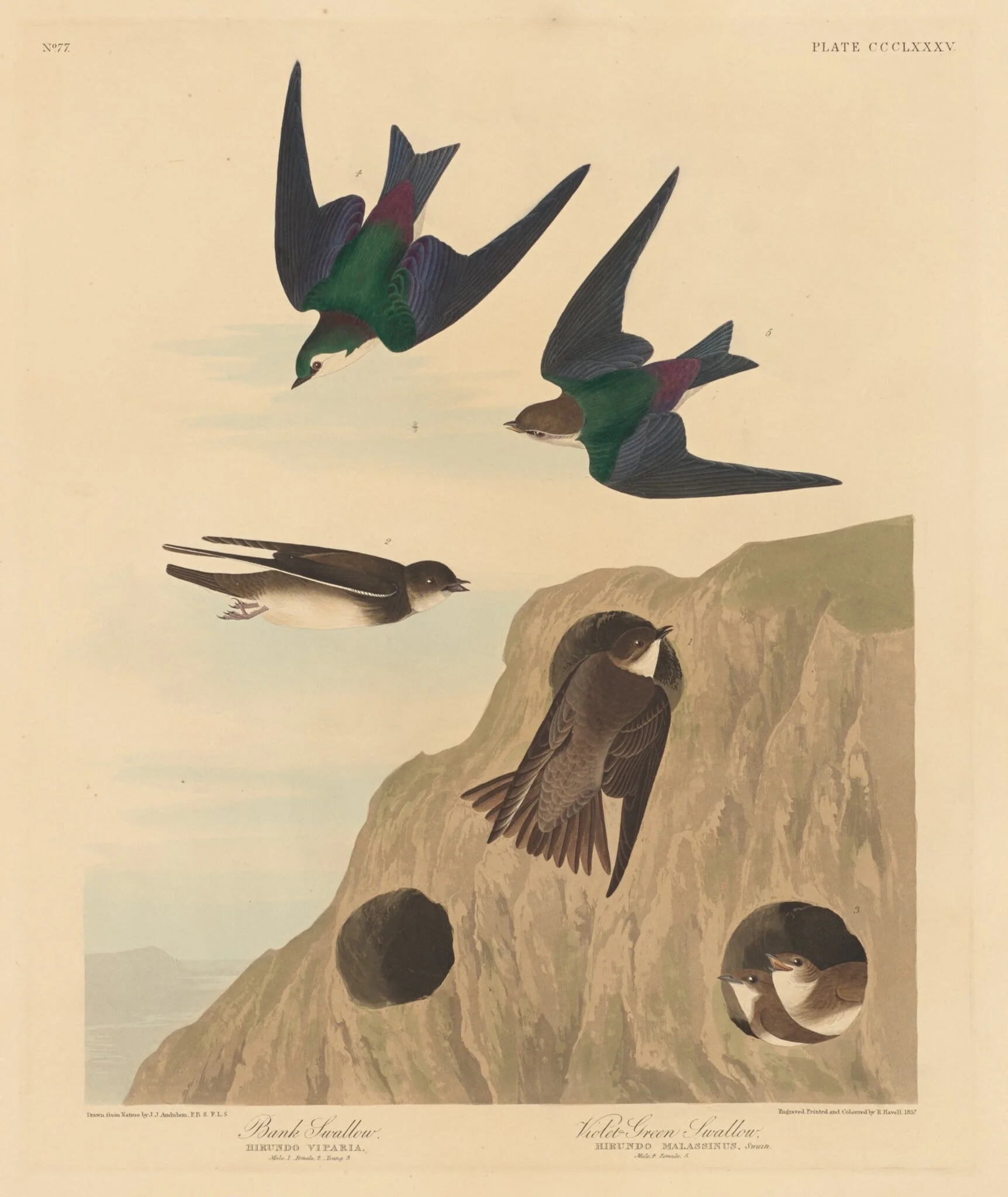 Bank Swallow and Violet-green Swallow, by Robert Havell Jr., ink, 1837