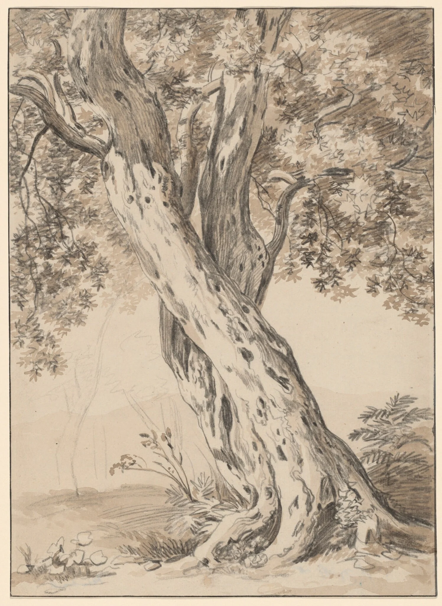 Two Intertwined Oak Trees
