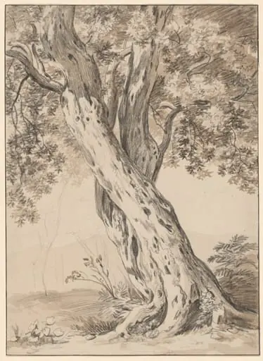Two Intertwined Oak Trees