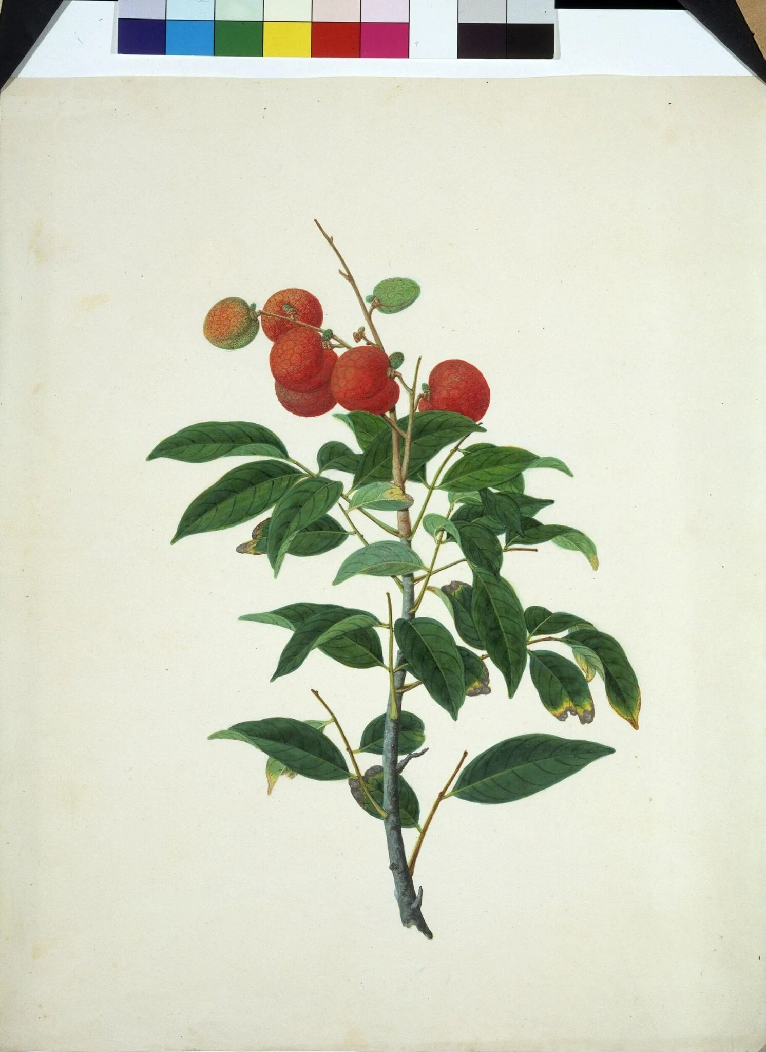 Lychee
