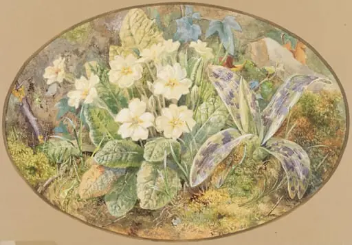 Primrose and Orchids