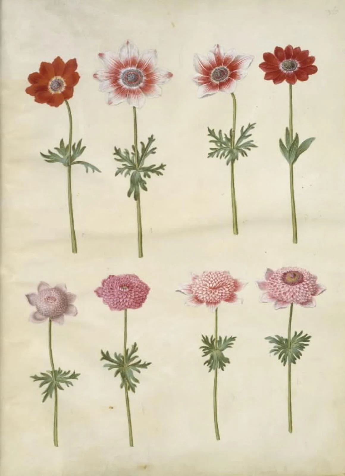 Anemone coronaria L. (fransk anemone); Anemone pavonina (påfugle-anemone)
