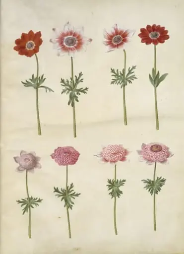 Anemone coronaria L. (fransk anemone); Anemone pavonina (påfugle-anemone)
