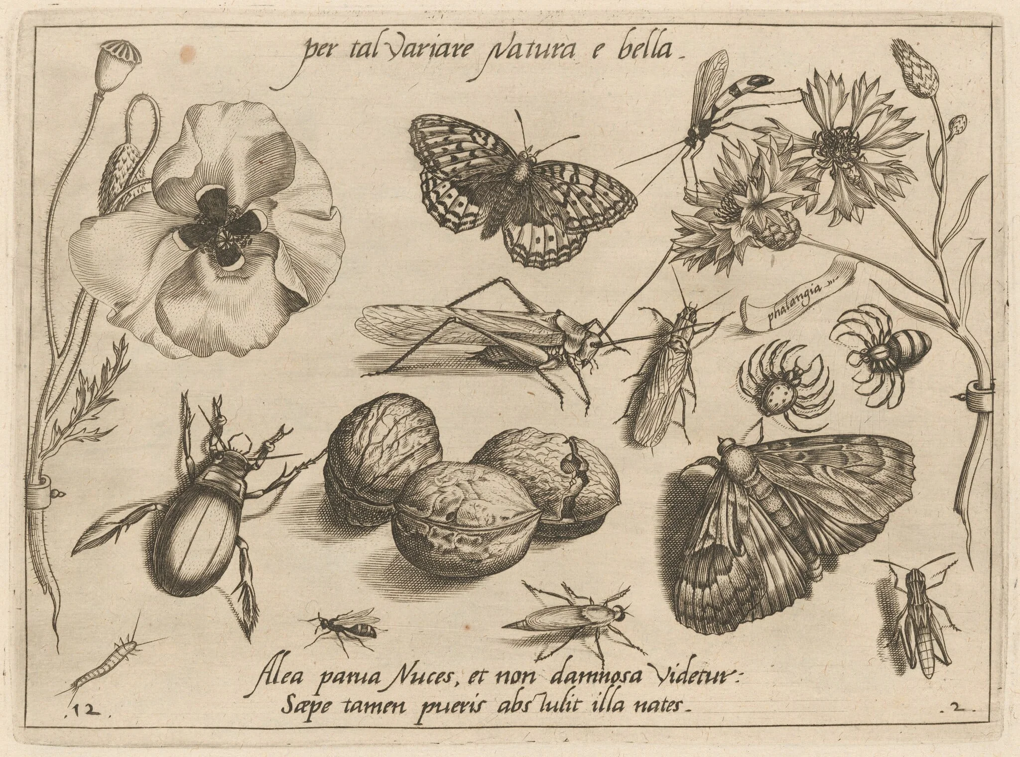 Archetypa studiaque patris Georgii Hoefnagelii [Part 2, Plate 12], by Jacob Hoefnagel, ink, 1592