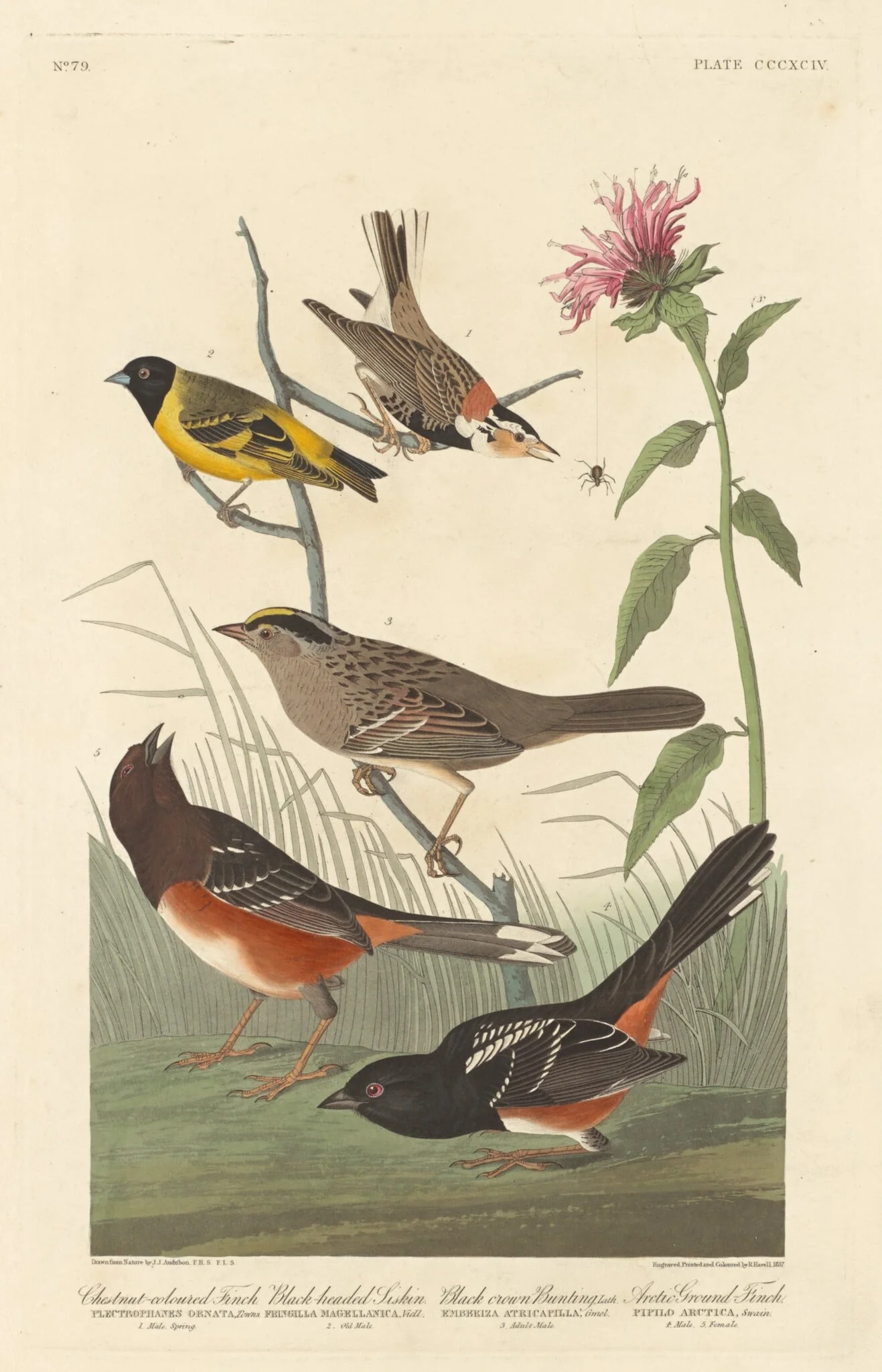 Chestnut-colored Finch, Black-headed Siskin, Black Crown Bunting and Arctic Ground Finch, by Robert Havell Jr., ink, 1837
