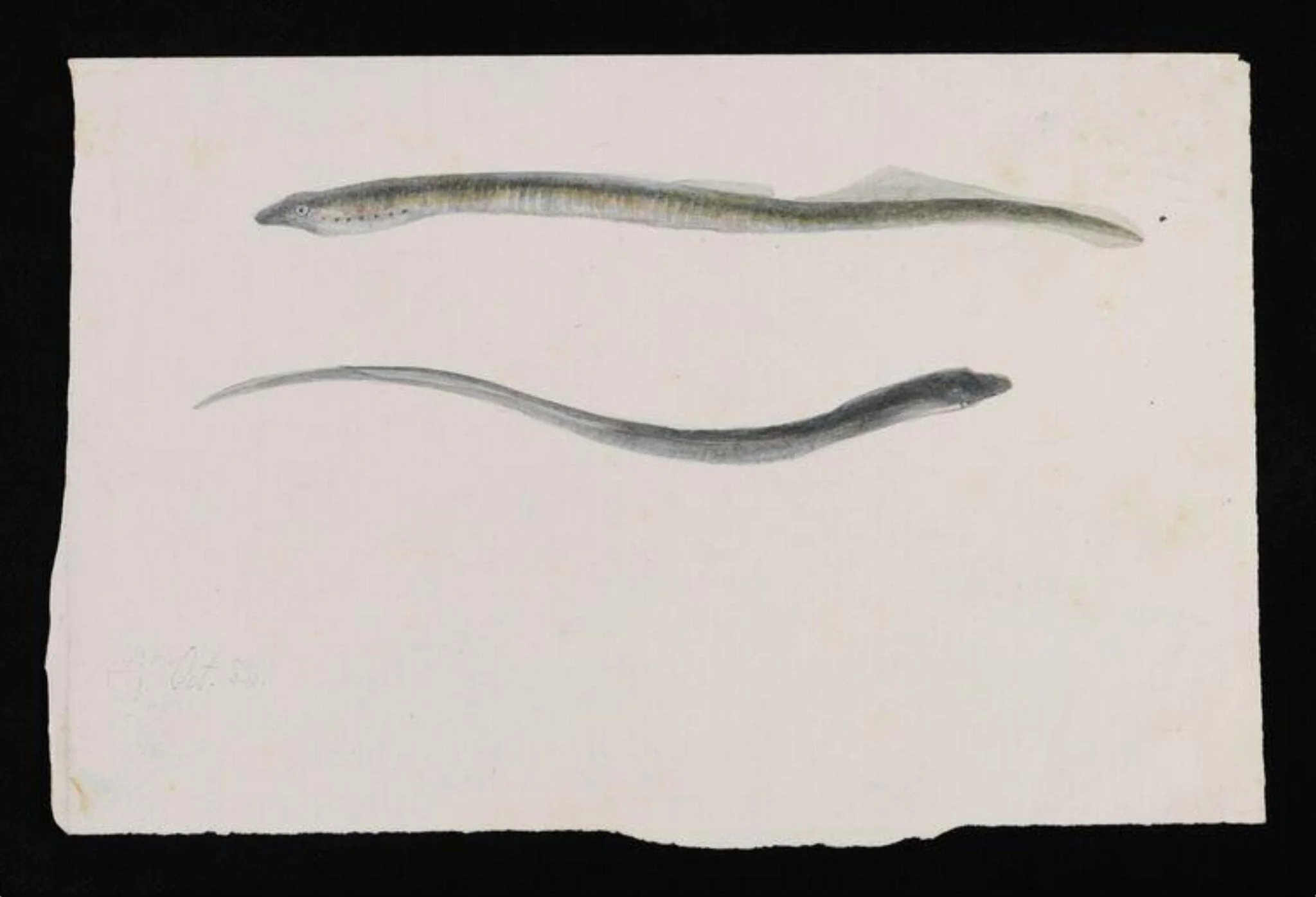 Two views of a lamprey, by Beatrix Potter, watercolor, 1884