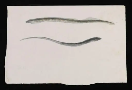 Two views of a lamprey