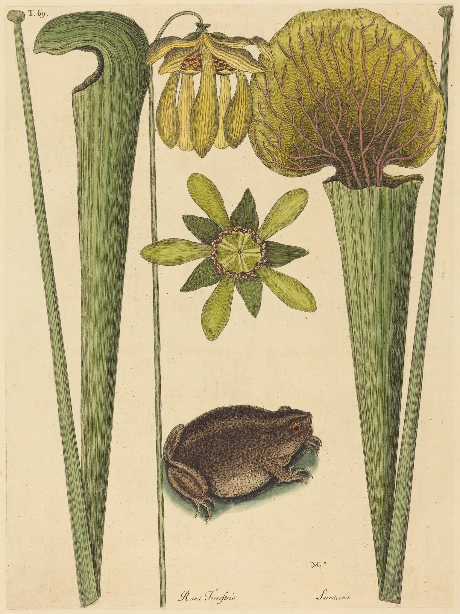 The Land Frog (Rana)