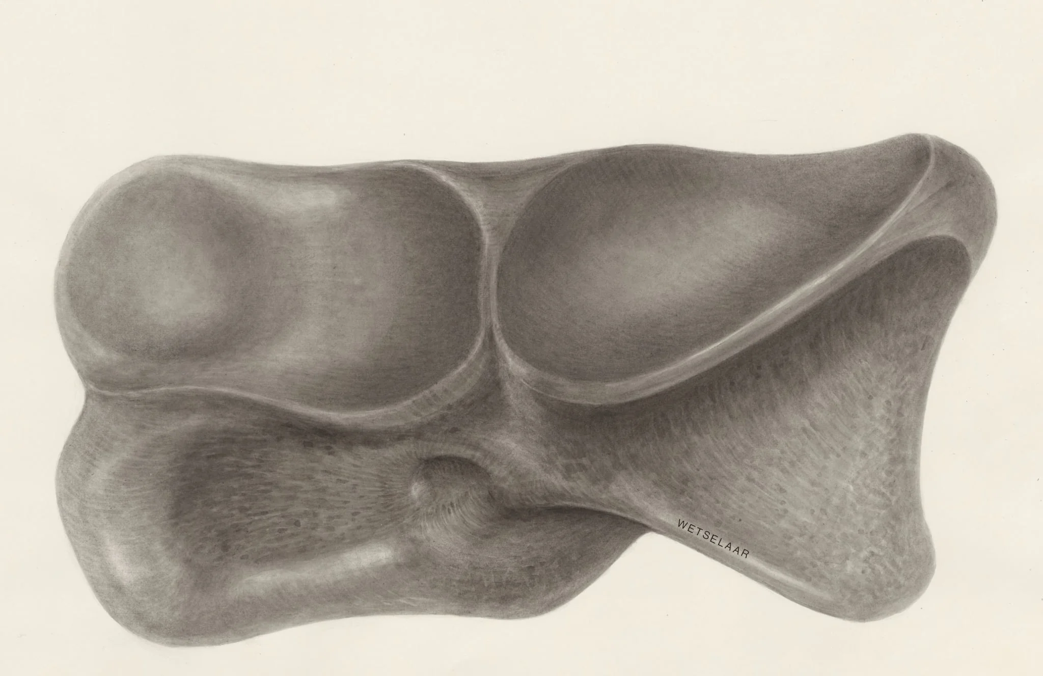 Foot bone
