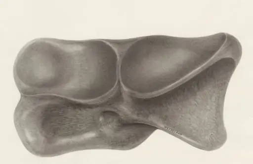 Foot bone