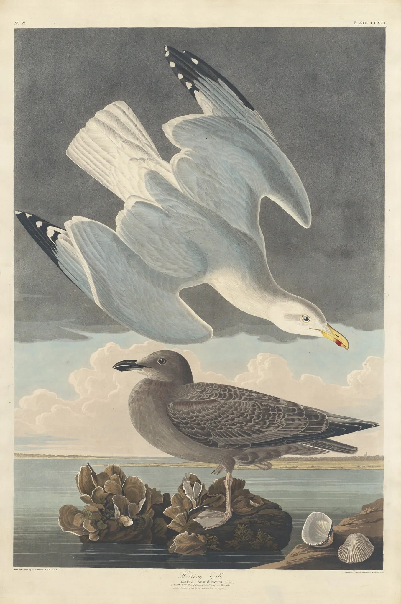 Herring Gull, by Robert Havell Jr., ink, 1836