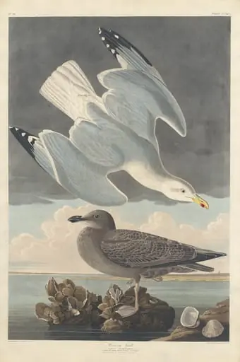Herring Gull